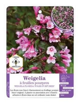 WEIGELA FLORIDA FOLIIS PURPUREIS voir Weigelia à feuilles pourpres (*)