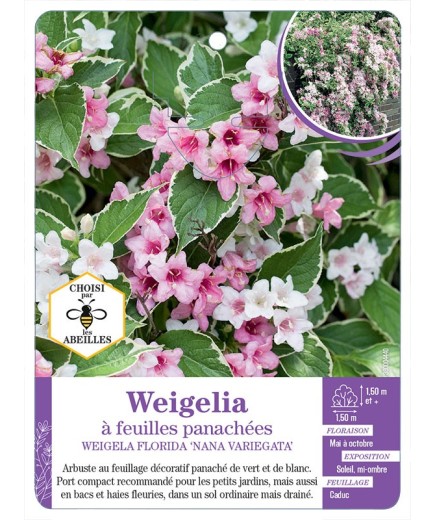 WEIGELIA FLORIDA NANA VARIEGATA voir Weigelia à feuilles panachées (*)