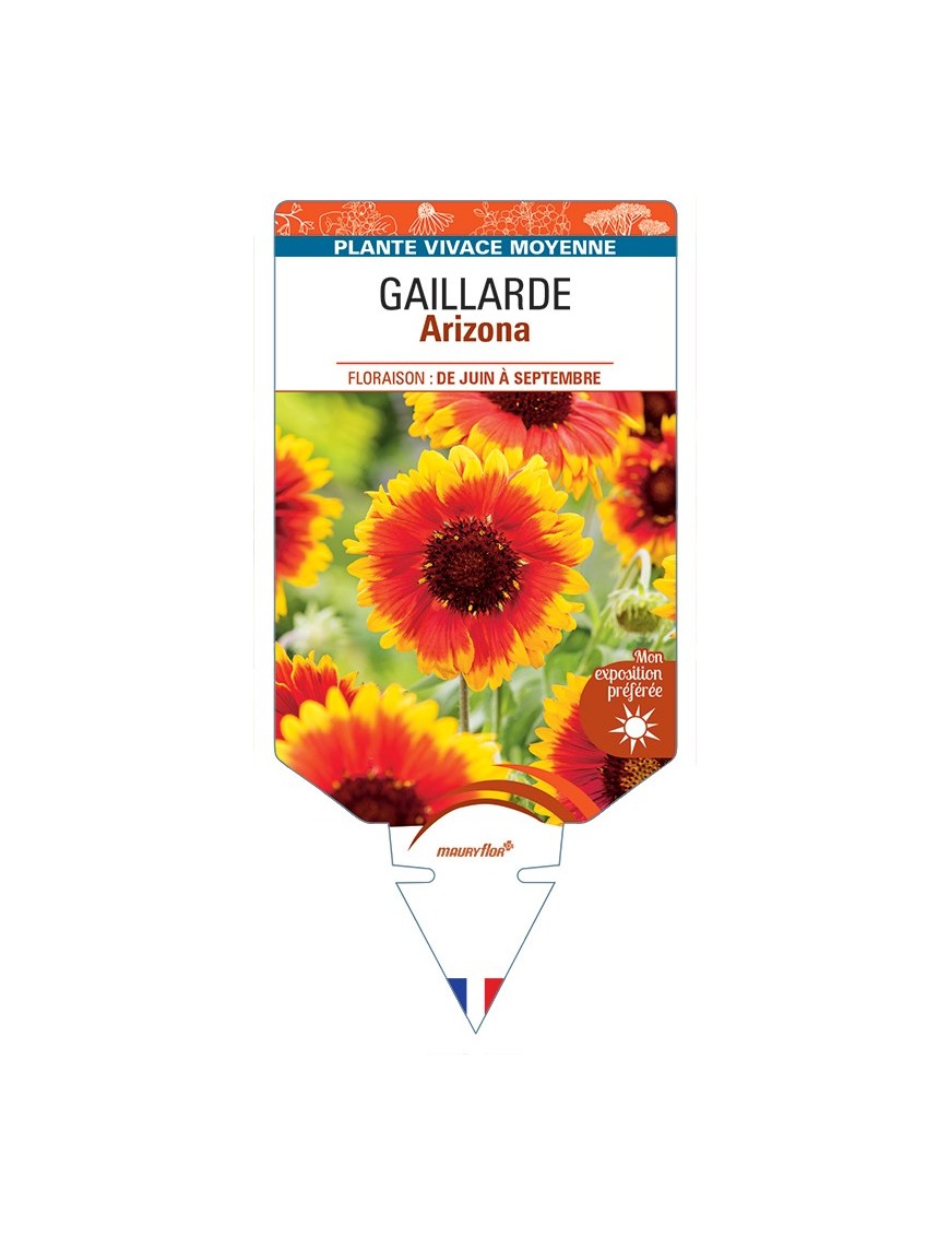 GAILLARDIA Arizona