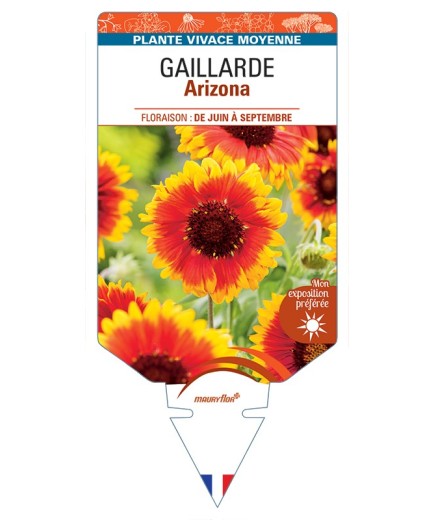GAILLARDIA Arizona