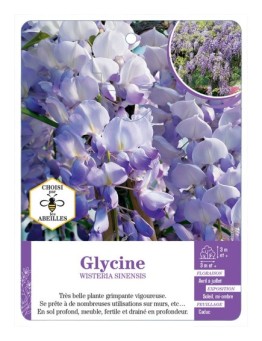 WISTERIA SINENSIS voir Glycine (bleu)