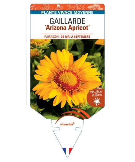 GAILLARDIA Arizona Apricot