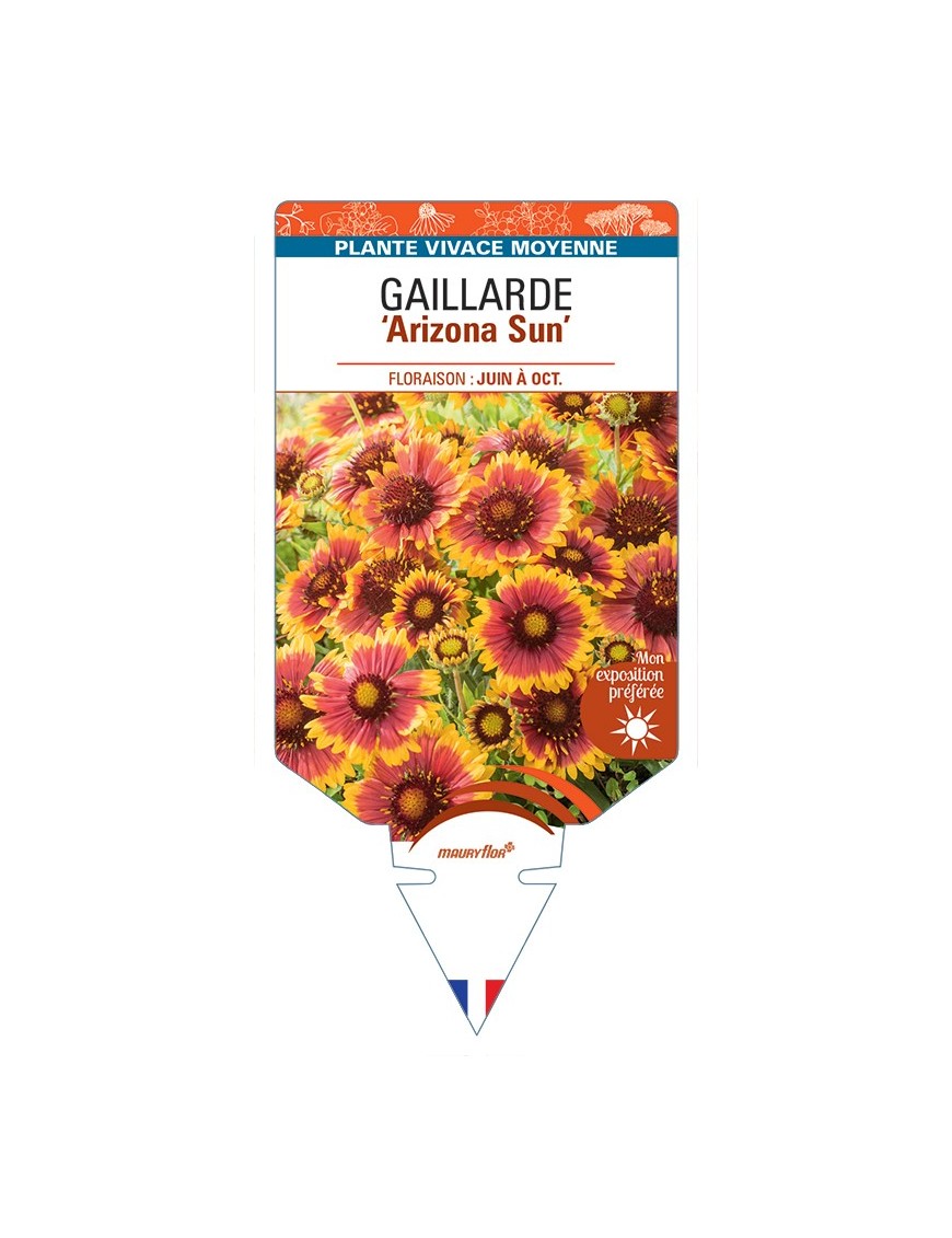 GAILLARDIA Arizona Sun