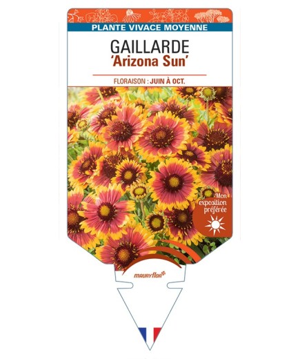 GAILLARDIA Arizona Sun