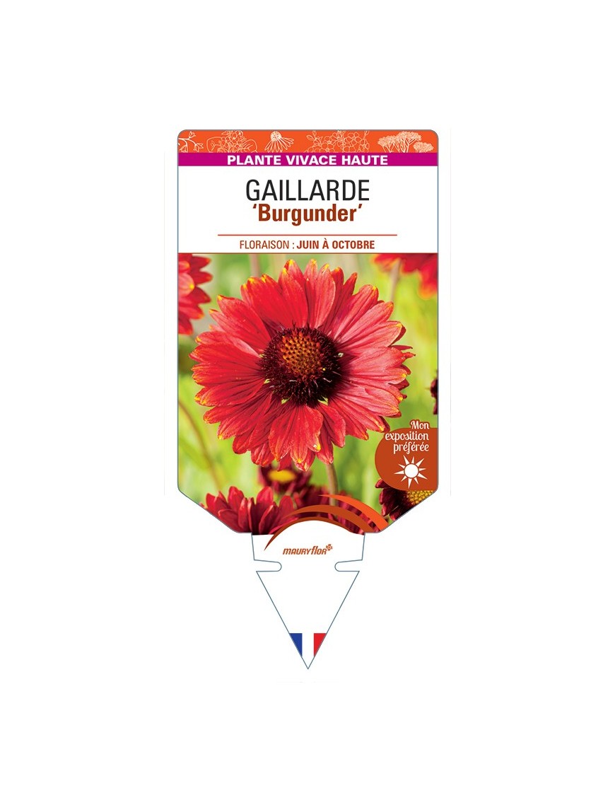GAILLARDIA Burgunder