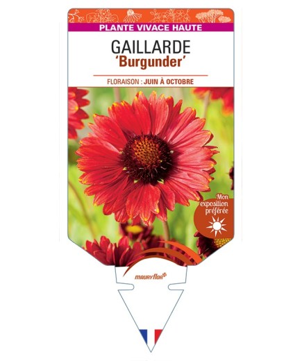 GAILLARDIA Burgunder