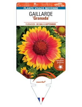 GAILLARDIA Granada