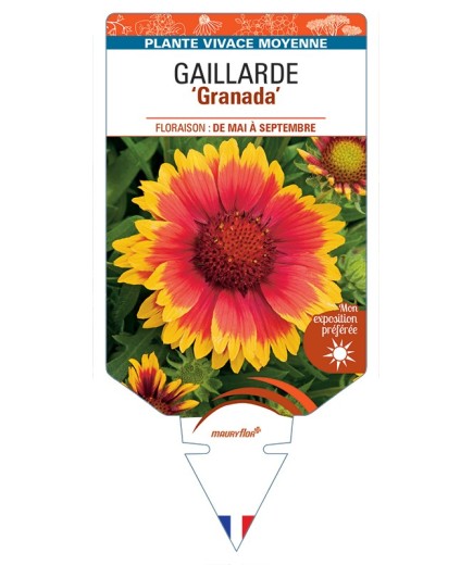 GAILLARDIA Granada