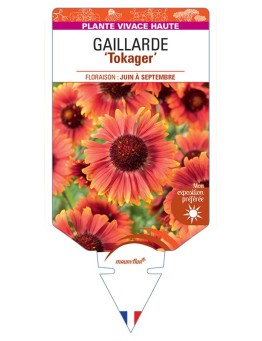 GAILLARDIA GRANDIFLORA TOKAGER