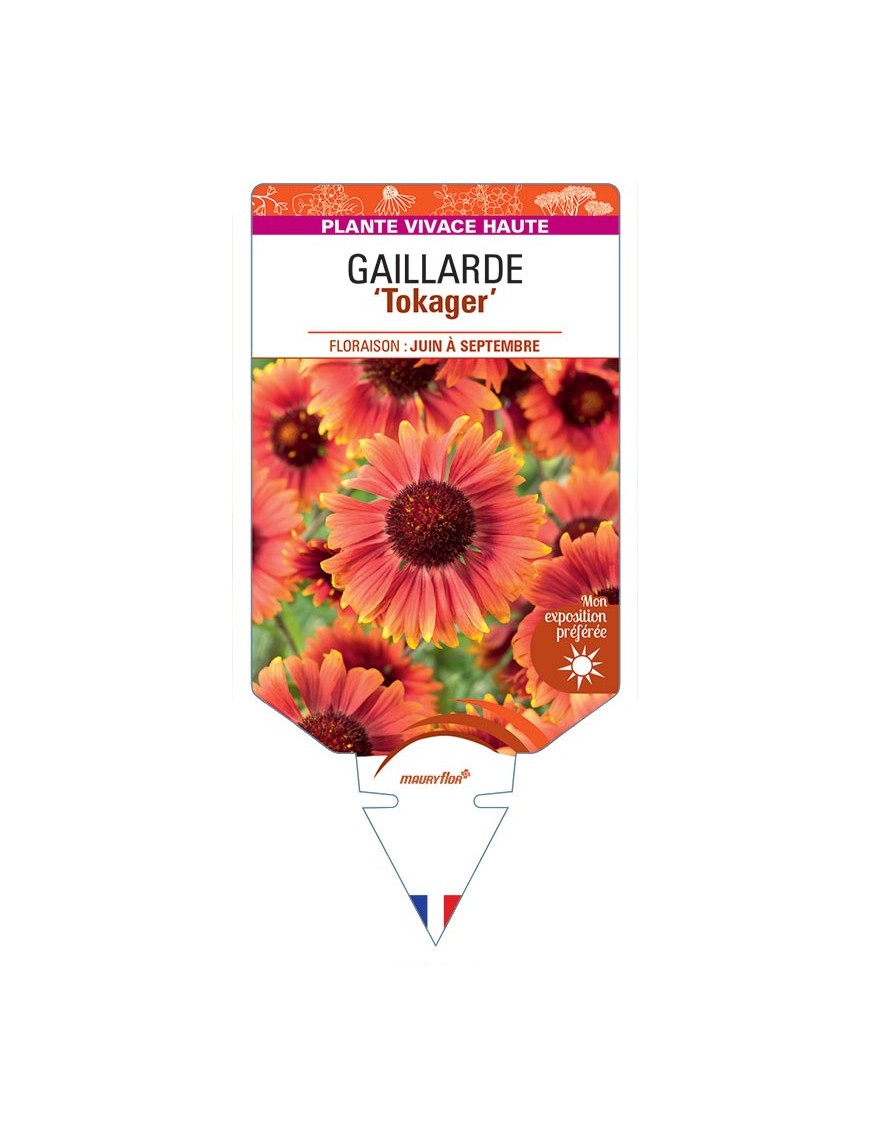 GAILLARDIA GRANDIFLORA TOKAGER