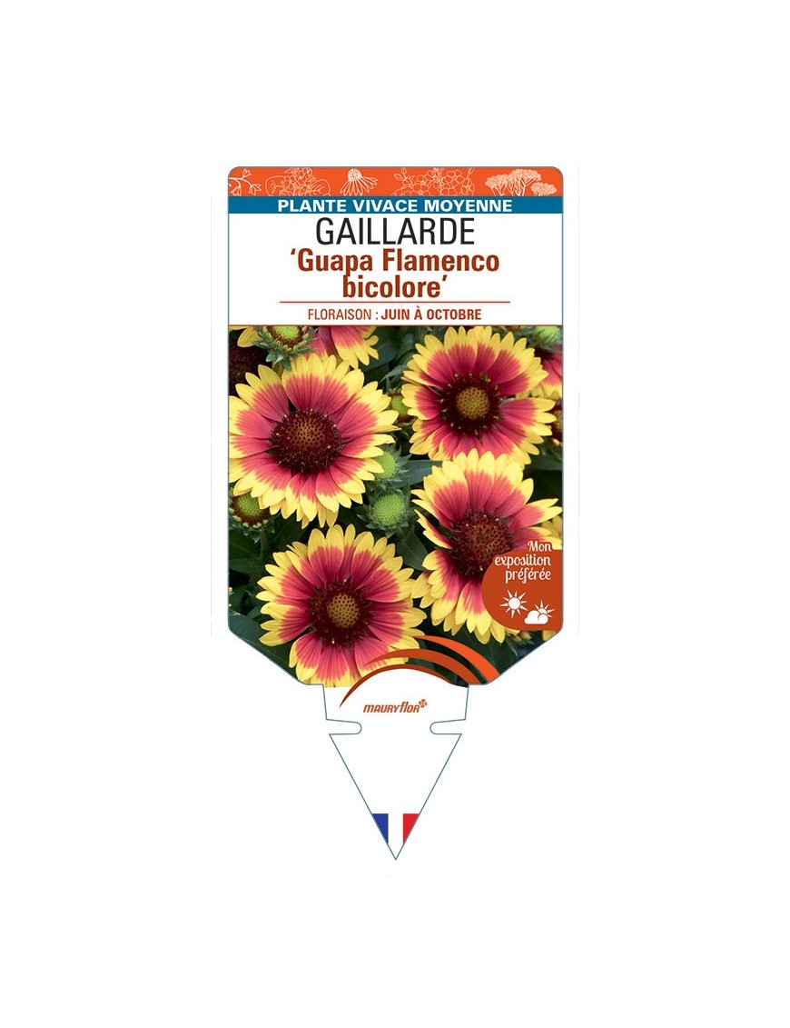 GAILLARDE Guapa Flamenco bicolore