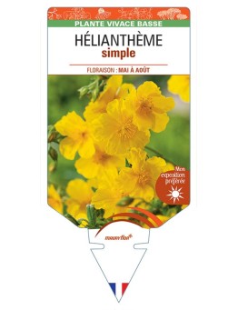 HELIANTHÈME SIMPLE (jaune) *