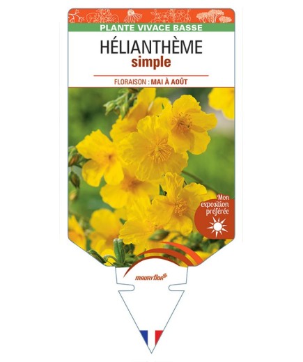 HELIANTHÈME SIMPLE (jaune) *
