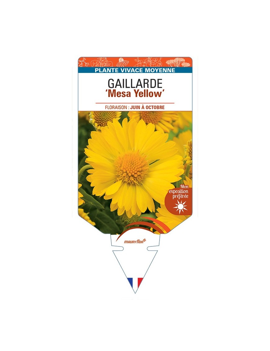 GAILLARDIA Mesa Yellow