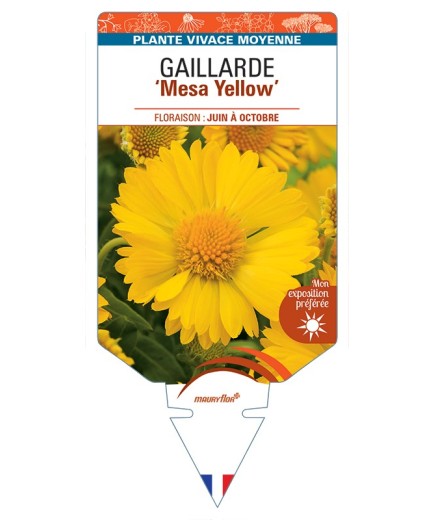GAILLARDIA Mesa Yellow