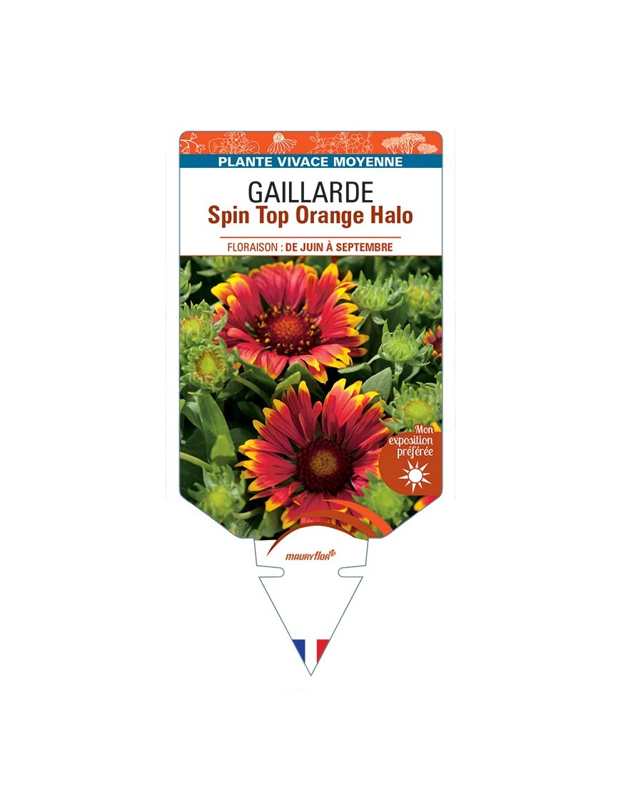GAILLARDIA Spin Top Orange Halo
