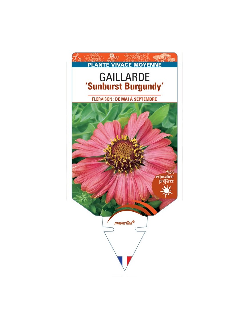 GAILLARDIA Sunburst Burgundy