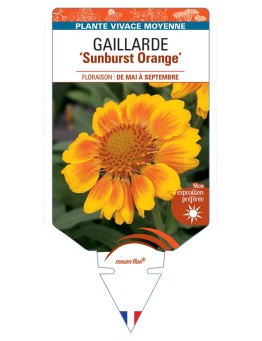 GAILLARDIA Sunburst Orange