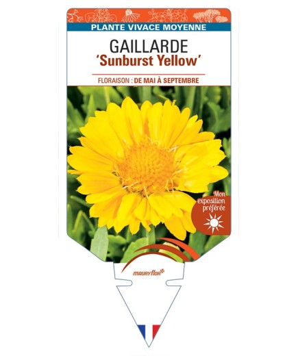 GAILLARDIA Sunburst Yellow