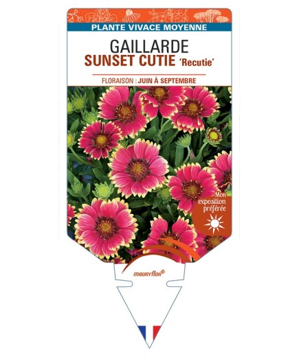 GAILLARDIA SUNSET CUTIE Recutie