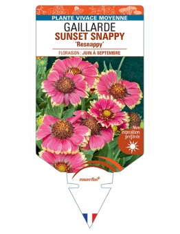 GAILLARDIA SUNSET SNAPPY Resnappy