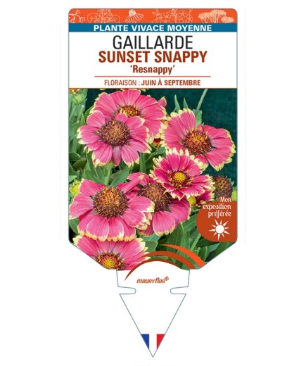 GAILLARDIA SUNSET SNAPPY Resnappy