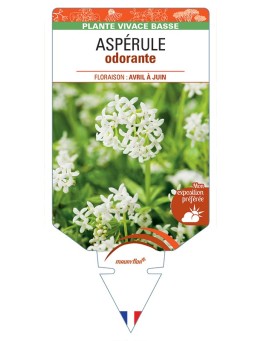 GALIUM odoratum voir Aspérule odorante