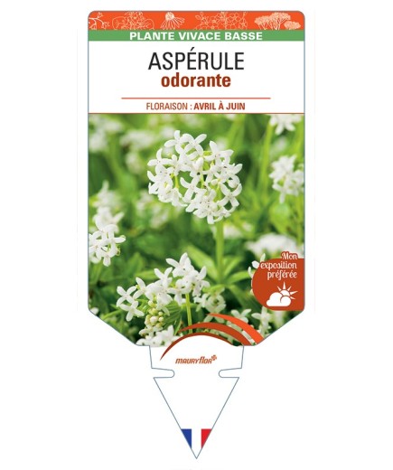 GALIUM odoratum voir Aspérule odorante