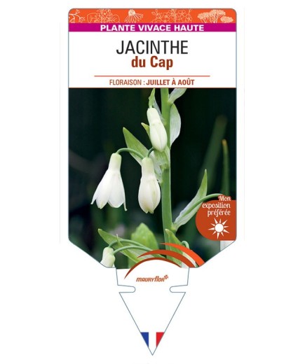 GALTONIA CANDICANS voir Jacinthe du Cap
