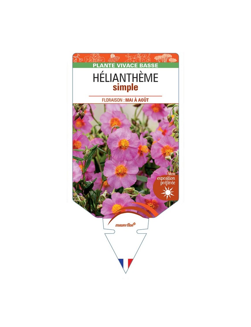 HÉLIANTHÈME SIMPLE (rose) *