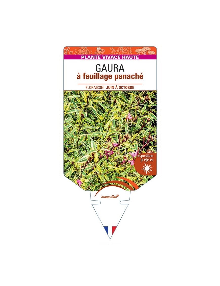 GAURA (lindheimeri) à feuillage panaché