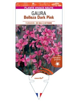 GAURA (lindheimeri) Belleza Dark Pink