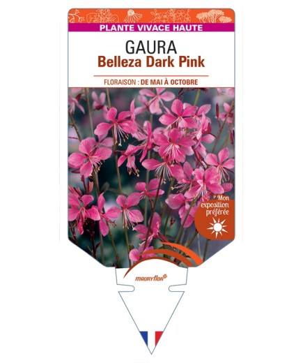 GAURA (lindheimeri) Belleza Dark Pink