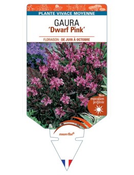 GAURA (lindheimeri) Dwarf Pink