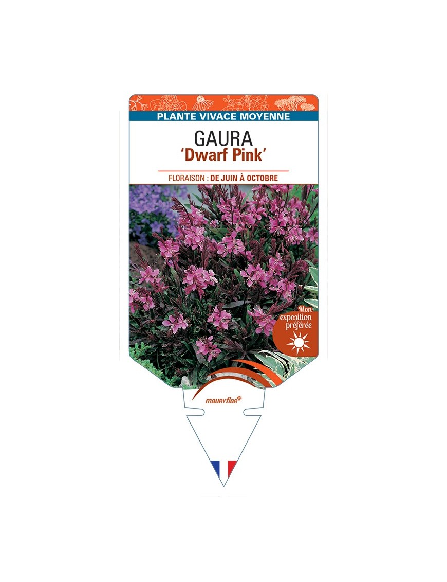 GAURA (lindheimeri) Dwarf Pink