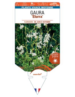 GAURA (lindheimeri) Elurra