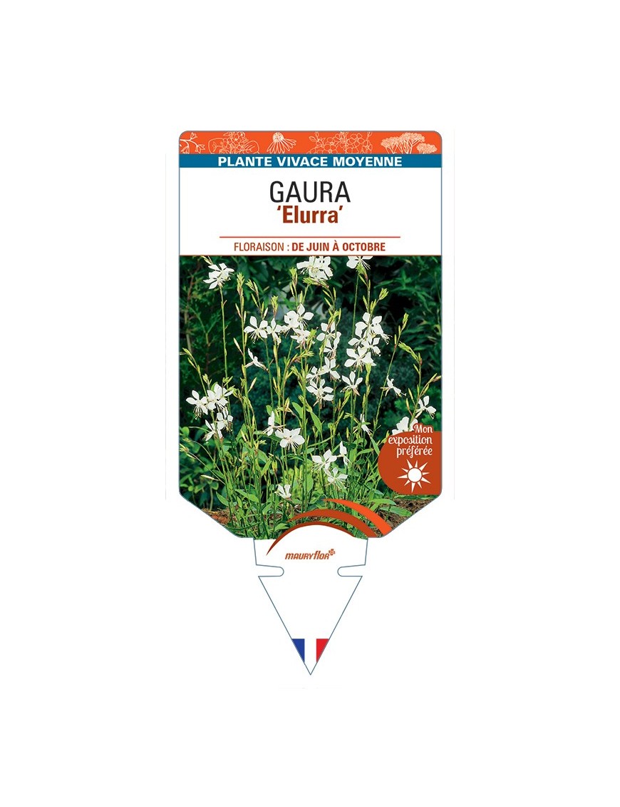 GAURA (lindheimeri) Elurra