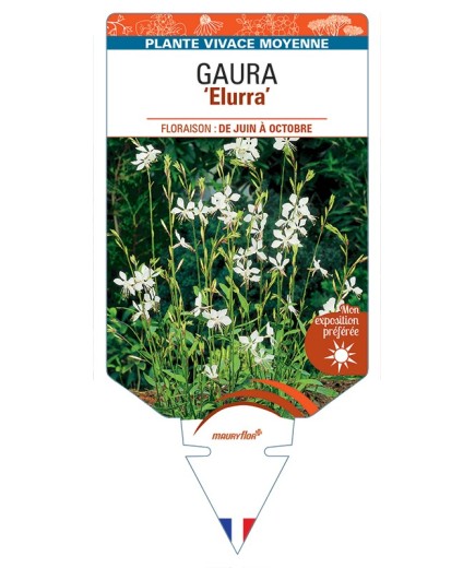 GAURA (lindheimeri) Elurra