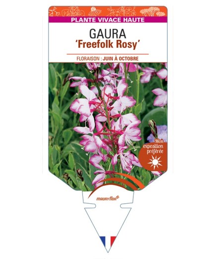 GAURA (lindheimeri) Freefolk Rosy