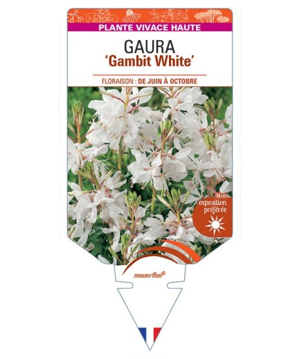 GAURA (lindheimeri) Gambit White
