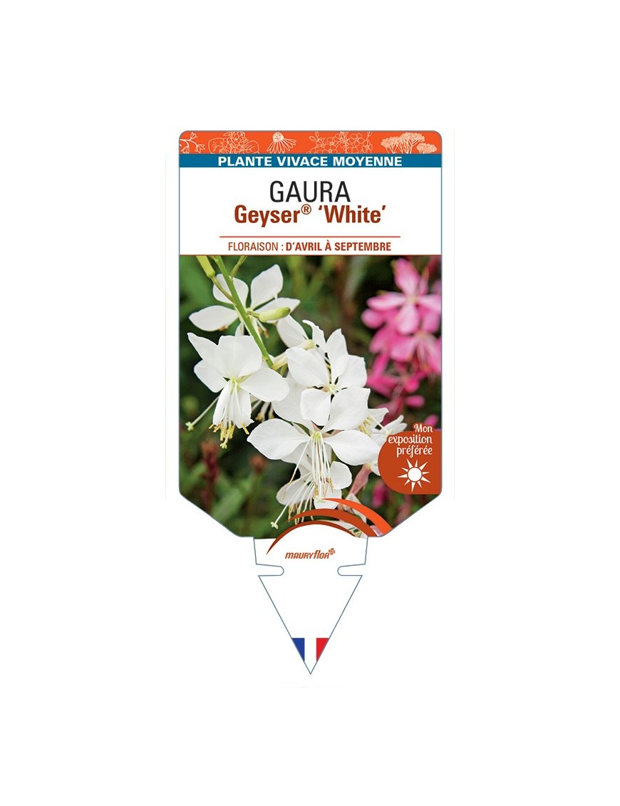 GAURA (lindheimeri) Geuser® White