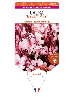 GAURA lindheimeri Gaudi® Pink