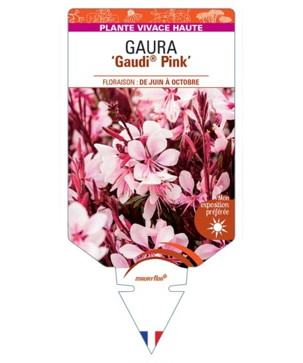 GAURA lindheimeri Gaudi® Pink
