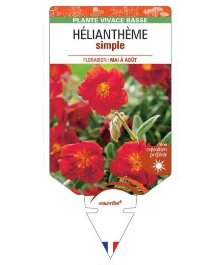 HELIANTHÈME SIMPLE (rouge) *