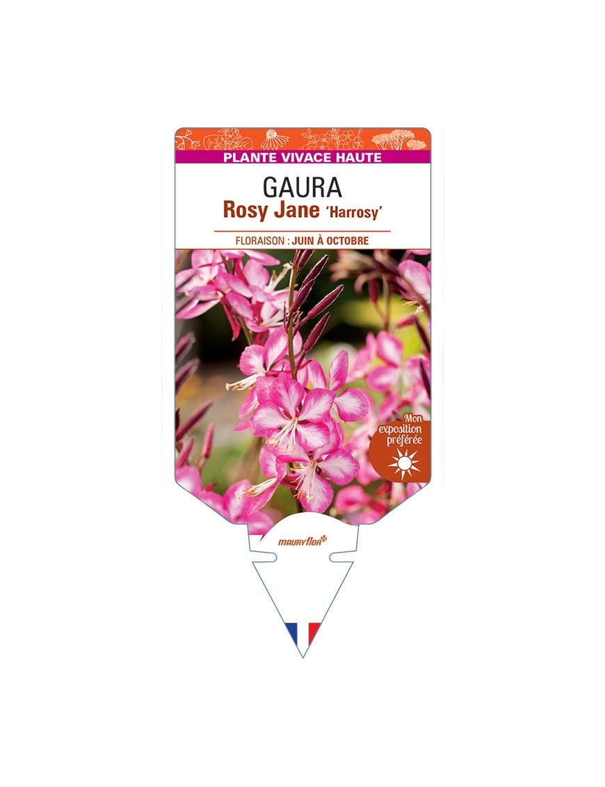 GAURA lindheimeri Rosy Jane Harrosy