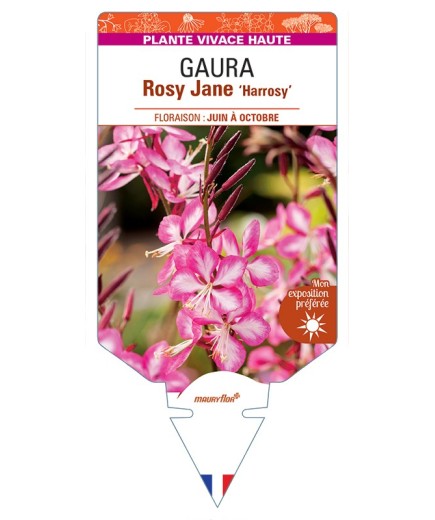 GAURA lindheimeri Rosy Jane Harrosy