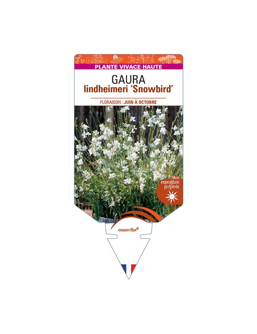GAURA lindheimeri Snowbird