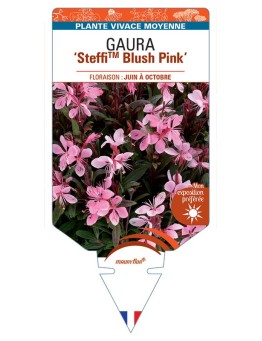 GAURA (lindheimeri) SteffiTM Blush Pink