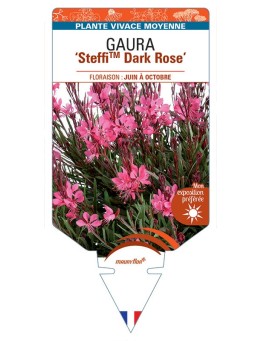 GAURA (lindheimeri) SteffiTM Dark Rose