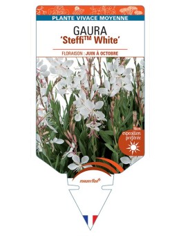 GAURA (lindheimeri) SteffiTM White